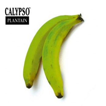 Banane plantain verte – grüne Kochbanana – 1 kg
